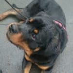 Rottweiler mit rotem Halsband liegt auf dem nassen Bürgersteig und schaut nach oben.