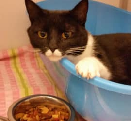 Schwarz-weiße Katze in blauem Bett neben dem Futter auf gestreiftem Boden.