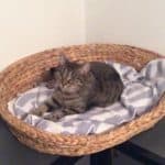 Gestreifte Katze, die sich in einem Korb mit gestreiftem Handtuch auf dem Tisch ausruht.