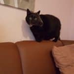 Schwarze Katze mit grünen Augen auf einer braunen Couch, Gesicht weiß bestäubt.