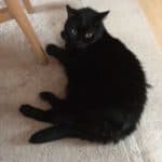 Schwarze Katze auf hellem Teppich neben einem Stuhl, schaut zur Kamera auf.
