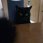Schwarze Katze auf einem Stuhl am Holztisch, Schwanz im Vordergrund.