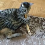 Grau getigerte Katze auf Teppich umarmt und beißt spielerisch in gerolltes Papier.