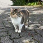 Kaliko-Katze auf einem sonnenbeschienenen Steinweg mit Blumen und Grünzeug.