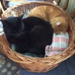 Schwarze und orangefarbene Katzen schlafen zusammen in einem Weidenkorb.
