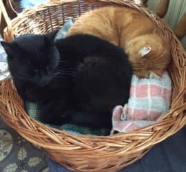 Schwarze und orangefarbene Katzen schlafen zusammen in einem Weidenkorb.