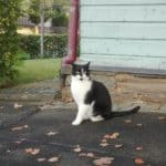 Katze sitzt auf dem Bürgersteig neben einem hellblauen Gebäude mit Herbstlaub.