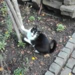 Schwarz-weiße Katze mit grünen Augen steht im Garten an einem Pfahl.