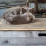 Schlafender Silberfuchs eingerollt auf einer Holzkiste im Tierheim Siegen.
