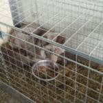 Braunbär in Metallkäfig im Tierheim Siegen, auf Heu liegend.