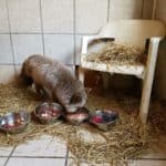 Fuchs frisst aus Metallschalen neben einem Plastikstuhl im Tierheim Siegen.