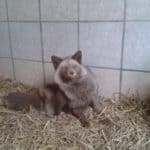 Ein flauschiger brauner Fuchs auf Stroh sitzt an einer Kachelwand im Tierheim Siegen.