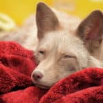 Hellbrauner Hund, der auf einer roten Decke im Tierheim Siegen ruht.