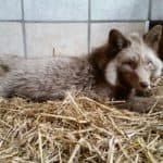 Hellbrauner, flauschiger Fuchs mit blauen Augen ruht auf Stroh.