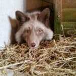 Brauner Fuchs mit blauen Augen, der im Tierheim Siegen auf Stroh in der Nähe des Waldes ruht.