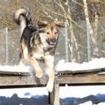 Braun-weißer Hund springt über Bank im verschneiten Tierheim Siegen.