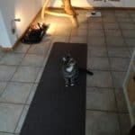 Gestromte Katze auf grauer Matte neben einem rustikalen Stuhl, Tierheim Siegen.