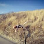Spaziergänge mit angeleintem Hund auf sandigen Dünen mit trockenem Gras, blauer Himmel.