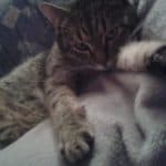 Getigerte Katze auf einer grauen Decke, die sich streckt und in die Kamera schaut.