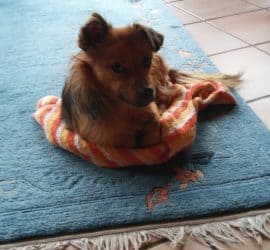 Kleiner brauner Hund, der auf einer orangefarbenen Decke im Tierheim Siegen ruht.