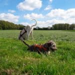 Zwei angeschirrte Hunde erkunden ein grasbewachsenes Feld unter blauem Himmel.