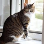 Getigerte Katze mit weißen Pfoten sitzt auf der Fensterbank im Tierheim Siegen.