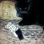 Schwarze Katze auf Teppich neben Weidenkorb und Spielzeug mit Tiermotiven im Tierheim Siegen.