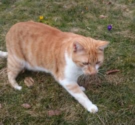 Orangefarbene und weiße Katze läuft auf Gras mit kleinen Blumen.
