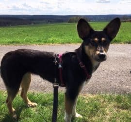 Schwarz-hellbrauner Hund an der Leine steht auf einer Wiese im Tierheim Siegen.