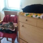 Getigerte Katze auf einem Stuhl; schwarze Katze schläft auf einer Decke auf der Kommode.