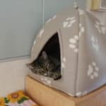 Getigerte Katze in grauem Bett mit Pfotenabdruck auf einem Holzschrank.