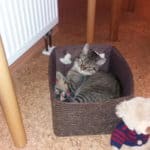 Getigerte Katze, die sich in einem Korb neben Teddybär und Heizkörper ausruht.