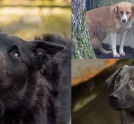 Drei traurige Hunde: schwarz, hellbraun an der Wand und grau, die nach oben schauen.