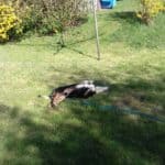 Hund auf dem Rücken in einem sonnigen Garten in der Nähe einer Wäscheleine.