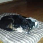 Schwarzer und brauner Hund schläft auf einem gestreiften Bett im Tierheim Siegen.