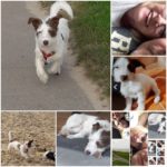 Kleiner weißer Hund mit braunen Flecken spielt und kuschelt mit Frau.