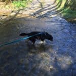 Schwarzer Hund an der Leine läuft im Bach in der Nähe eines geparkten weißen Autos.