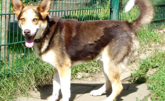 Brauner und weißer Hund auf einem Weg an einem grünen Zaun im Tierheim Siegen.