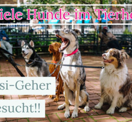 Vier angeleinte Hunde auf einem Weg; Text: "Viele Hunde im Tierheim! Gassi-Geher gesucht!!.