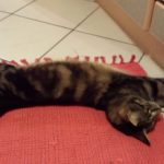 Getigerte Katze streckt sich auf einer roten Matte, die Pfoten in Richtung Schrank ausgestreckt.