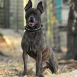 Der schwarz-gestromte Hund steht draußen, die Ohren aufgestellt, das Halsband angelegt.