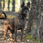 Gestromter Hund mit aufgestellten Ohren steht an einem Baum im Wald.