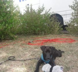 Schwarzer Hund in blauem Geschirr im Gras mit Plüschtier, dahinter WDR-Wagen.