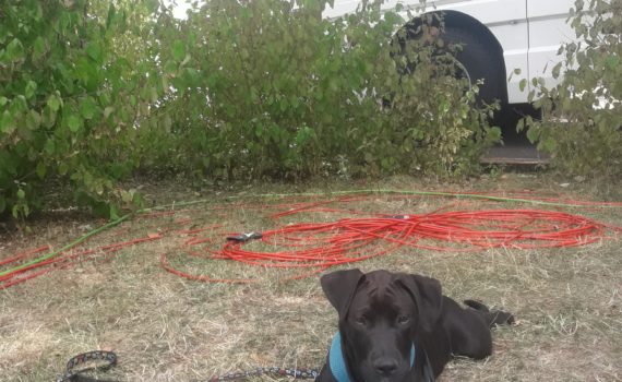 Schwarzer Hund in blauem Geschirr im Gras mit Plüschtier, dahinter WDR-Wagen.