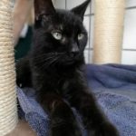 Schwarze Katze mit grünen Augen auf blauem Handtuch am Kratzbaum.