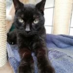 Schwarze Katze mit grünen Augen, die sich auf einem blauen Handtuch ausstreckt.