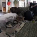 Graue Katze schläft auf einer Decke auf dem Sofa in einem unordentlichen Wohnzimmer.