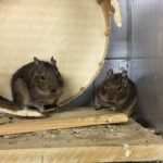 Zwei kleine braune Nagetiere auf einem Holzregal in einem Käfig, in der Nähe von angekautem Holz.