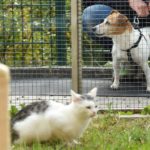Katze im Gras, Hund an der Leine hinter dem Zaun im Tierheim Siegen.