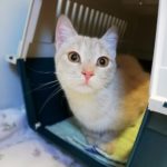 Eine cremefarbene Katze mit großen Augen sitzt in einem Transportbehälter auf einer Decke.